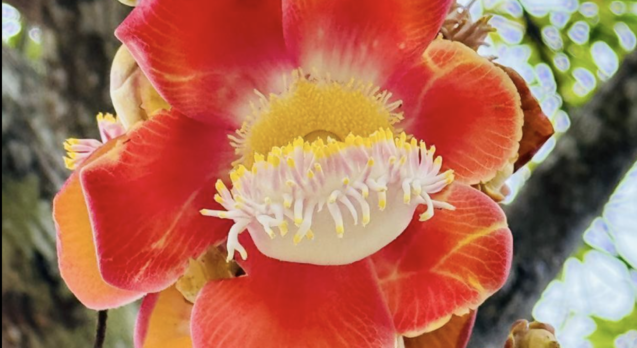 late blooming lesbian